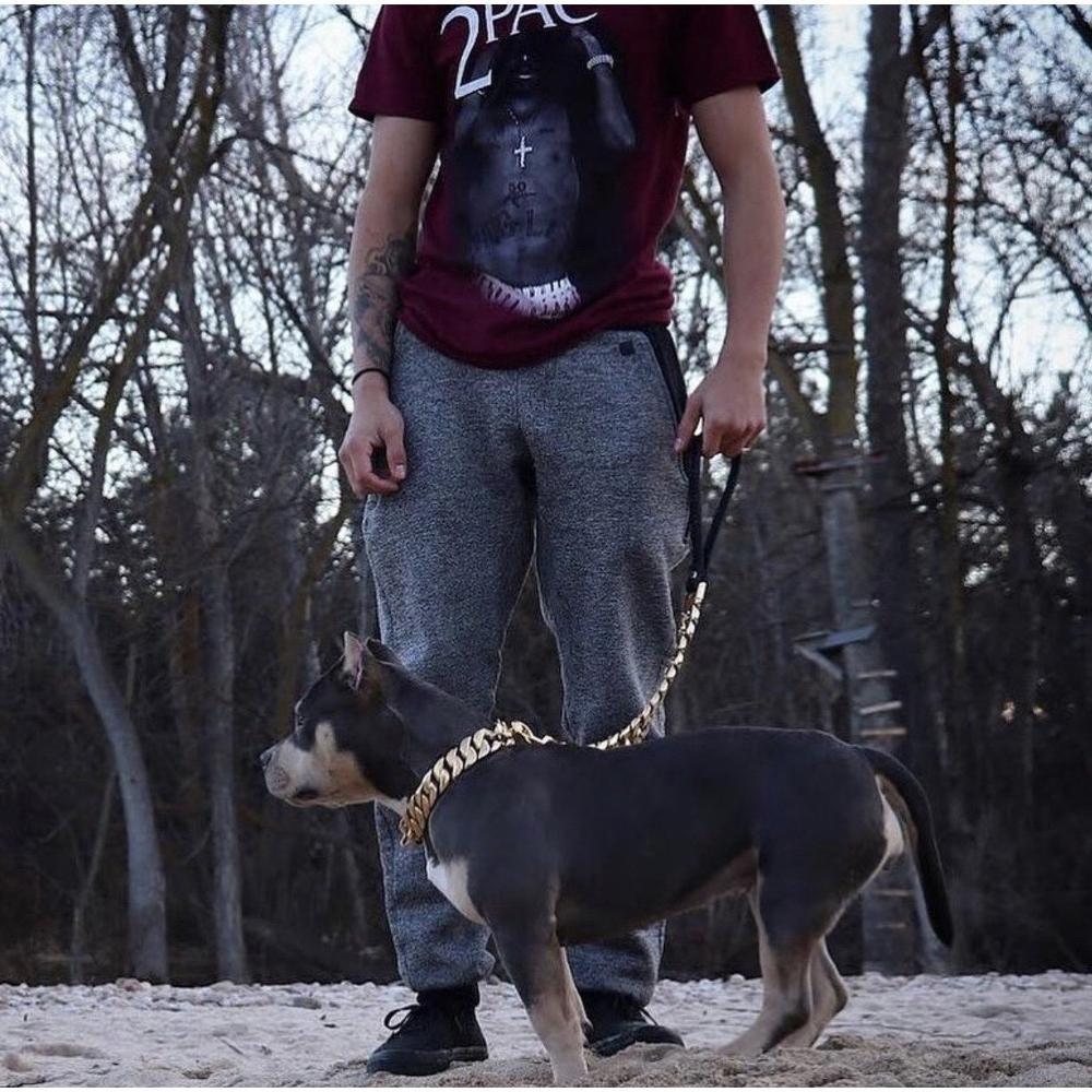 Palace Cuban Link Leash – Luxe Gold Edition