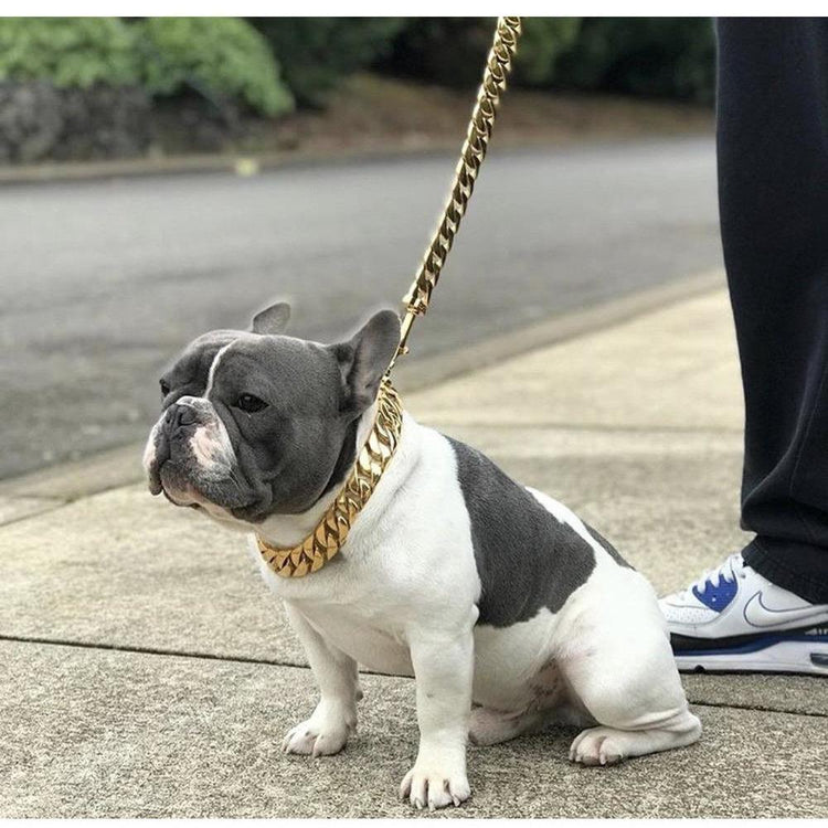 Collars and Leashes