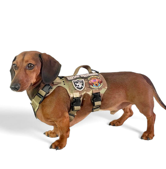 K9R - M5 MOLLE Light Vest - Palace of Roman