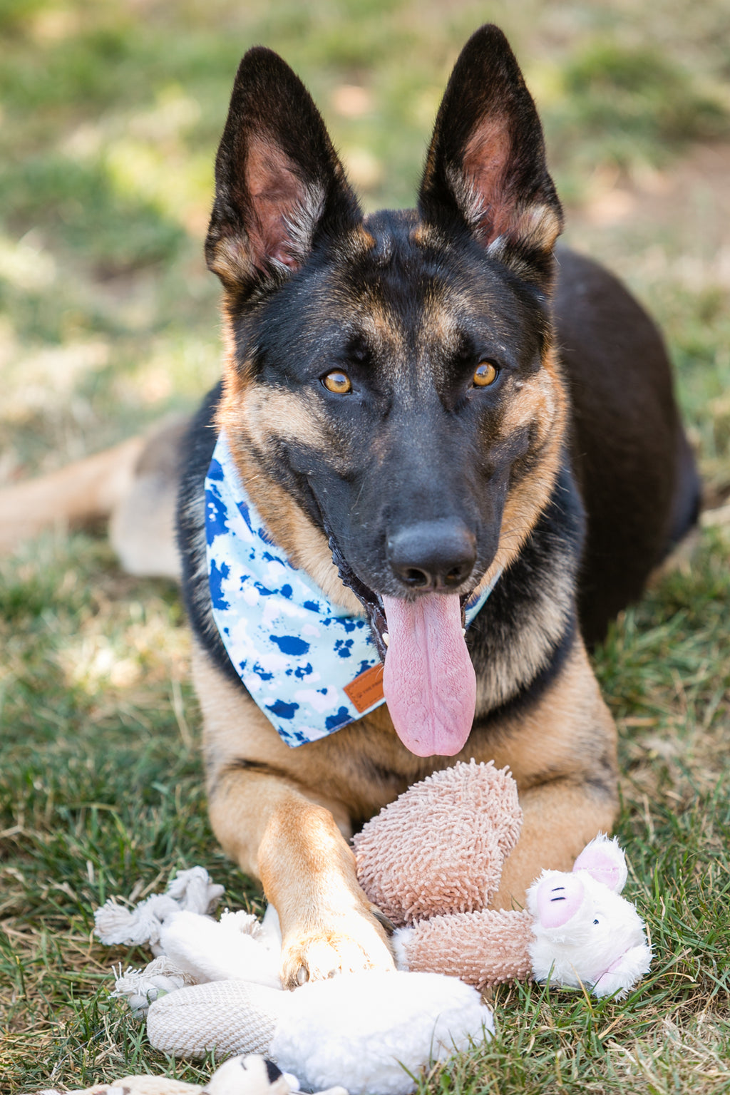 The Companionship Set – 6 Plush Dog Toys
