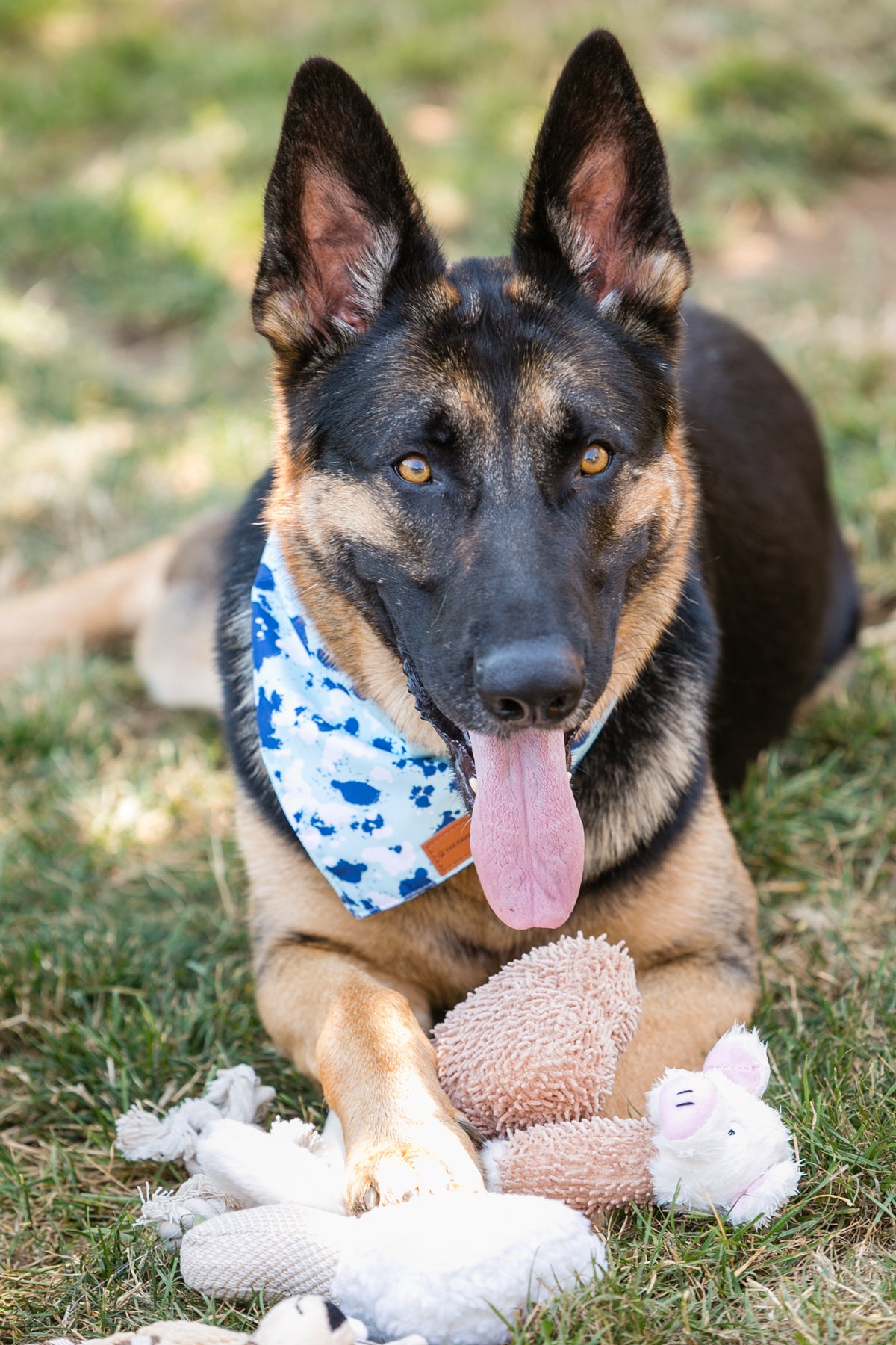 The Companionship Set – 6 Plush Dog Toys