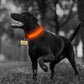 Genuine 2 PCS Set Nylon LED Dog Collar - Rechargeable Safety
