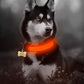 Genuine 2 PCS Set Nylon LED Dog Collar - Rechargeable Safety